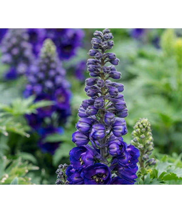 Rittersporn, Verschiedene Farben 3 Rittersporn, Verschiedene Farben