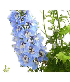 Rittersporn, Verschiedene Farben 16 Rittersporn, Verschiedene Farben -Gartenbedarf Verkäufe 2024 8011413 PR DE 001 DelphiniumHybridenBlauRitterspornT19DehnerExpressHerzig