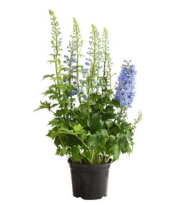 Rittersporn, Verschiedene Farben 19 Rittersporn, Verschiedene Farben -Gartenbedarf Verkäufe 2024 8011413 WE FS 002 DelphiniumHybridenBlauRitterspornT19