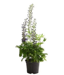 Rittersporn, Verschiedene Farben 20 Rittersporn, Verschiedene Farben -Gartenbedarf Verkäufe 2024 8011413 WE FS 003 DelphiniumHybridenBlauRitterspornT19