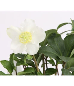 Christrose In Korb -Gartenbedarf Verkäufe 2024 8014870 WE DE 004 HelleborusNigerT12ChristroseDehnerExpressHerzig