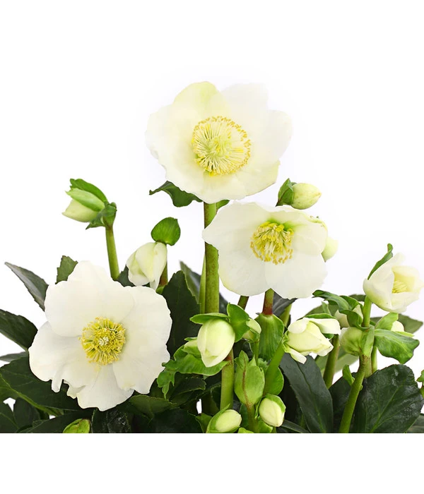 Christrose 'HGC® Wintergold®' 6 Christrose 'HGC® Wintergold®' – Bild 4