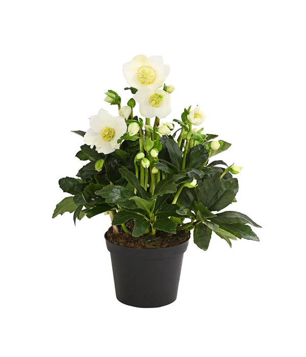 Christrose 'HGC® Wintergold®' 4 Christrose 'HGC® Wintergold®' – Bild 2