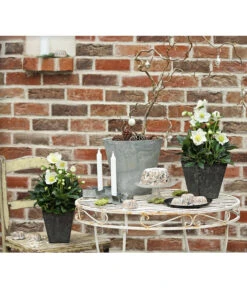 Christrose 'HGC® Wintergold®' 8 Christrose 'HGC® Wintergold®' -Gartenbedarf Verkäufe 2024 8015000 PR MO 001 HelleborusWintergoldChristroseHelleborusshootingDehnerExpressHerzig