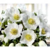 Christrose 'HGC® Wintergold®' 2 Christrose 'HGC® Wintergold®' -Gartenbedarf Verkäufe 2024 8015000 WE FS 002 ChristroseHGCWintergold