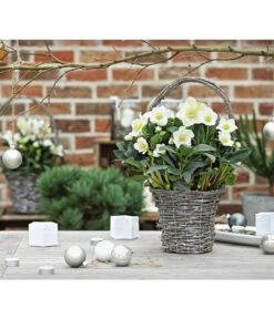 Christrose In Korb -Gartenbedarf Verkäufe 2024 8015083 WE MO 001 HelleborusKorbT17ChristroseHelleborusshootingDehnerExpressHerzig