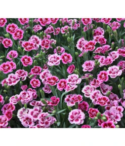 Garten-Nelke 'Pink Kisses®', Schale -Gartenbedarf Verkäufe 2024 8016297 WE DE 001 DianthusPinkKissesSchaleSelecta
