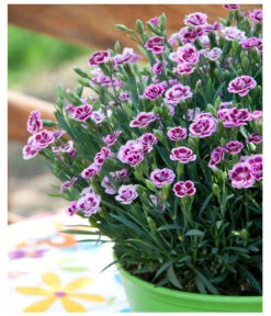 Garten-Nelke 'Pink Kisses®', Schale -Gartenbedarf Verkäufe 2024 8016297 WE MO 001 DianthusPinkKissesSchaleSelecta