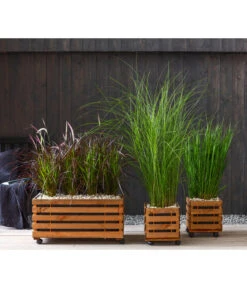 Afrikanisches Lampenputzergras 'Fireworks' 6 Afrikanisches Lampenputzergras 'Fireworks' -Gartenbedarf Verkäufe 2024 8016321 8095929 8021826 WE MO 001 Graeser 2021 GC06