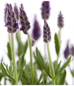 Schopf-Lavendel 19 Schopf-Lavendel -Gartenbedarf Verkäufe 2024 8017014 WE DE 001 LavendelSchopflavendelLavandulaStoechasT13DehnerExpressZS