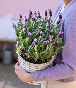 Schopf-Lavendel 17 Schopf-Lavendel -Gartenbedarf Verkäufe 2024 8017014 WE MO 001 LavendelKorb