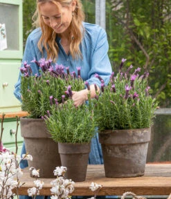 Schopf-Lavendel 16 Schopf-Lavendel -Gartenbedarf Verkäufe 2024 8017014 WE MO 001 SchopfLavendelStoechas