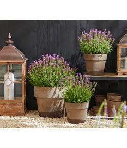 Schopf-Lavendel 14 Schopf-Lavendel -Gartenbedarf Verkäufe 2024 8017014 WE MO 001 Schopflavendel