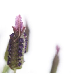 Schopf-Lavendel 18 Schopf-Lavendel -Gartenbedarf Verkäufe 2024 8017089 PR DE 001 LavendelStoechasLavandulaStoechasT18DehnerExpressHerzig