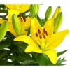 Lilie 2 Lilie -Gartenbedarf Verkäufe 2024 8018194 WE DE 001 LiliumGelbLilieGelb3LDehnerExpressHerzig
