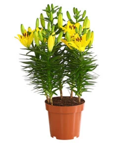 Lilie 7 Lilie -Gartenbedarf Verkäufe 2024 8018194 WE FS 002 LiliumGelbLilieGelb3LDehnerExpressHerzig