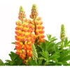 Lupine 'West Country', Verschiedene Farben -Gartenbedarf Verkäufe 2024 8018301 PR DE 001 LupinusPoliphyllusLupineWestcountryT19DehnerExpressHerzig