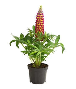 Lupine 'West Country', Verschiedene Farben -Gartenbedarf Verkäufe 2024 8018301 PR FS 002 LupinusPoliphyllusLupineWestcountryT19DehnerExpressHerzig