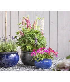 Lupine 'West Country', Verschiedene Farben -Gartenbedarf Verkäufe 2024 8018301 PR MO 01 LupineWestcountryT19 GC09 2020