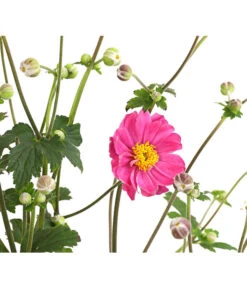 Herbst-Anemone 'Pamina', Verschiedene Farben -Gartenbedarf Verkäufe 2024 8019176 WE DE 003 AnemoneJaponicaPaminaAnemonePamina2LiterDehnerExpressHerzig