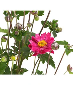Herbst-Anemone 'Pamina', Verschiedene Farben -Gartenbedarf Verkäufe 2024 8019176 WE DE 004 AnemoneJaponicaPaminaAnemoneBressinghamGlow2LiterDehnerExpressHerzig