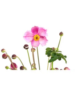Herbst-Anemone 'Pamina', Verschiedene Farben -Gartenbedarf Verkäufe 2024 8019176 WE DE 005 AnemoneJapinicaPaminaAnemonePraecox2Liter