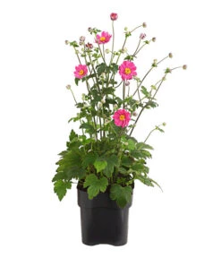 Herbst-Anemone 'Pamina', Verschiedene Farben -Gartenbedarf Verkäufe 2024 8019176 WE FS 003 AnemoneJaponicaPaminaAnemonePamina2LiterDehnerExpressHerzig