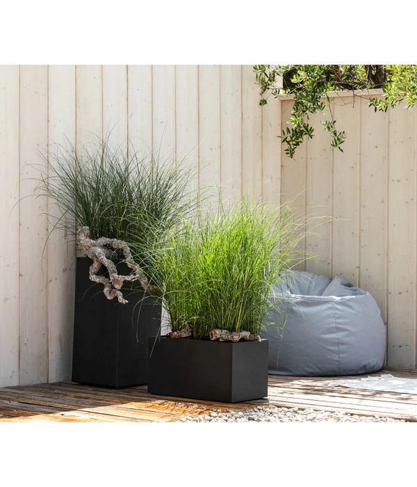 Chinaschilf 'Gracillimus' 4 Chinaschilf 'Gracillimus' – Bild 2