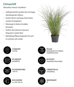 Chinaschilf 'Gracillimus' 8 Chinaschilf 'Gracillimus' -Gartenbedarf Verkäufe 2024 8020455 WE IG 001 Chinaschilf