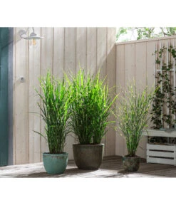 Stachelschweingras 'Strictus' 12 Stachelschweingras 'Strictus' -Gartenbedarf Verkäufe 2024 8020596 8006744 8019762 WE MO 001 MiscanthusStrictus BestOf Graeser 2022