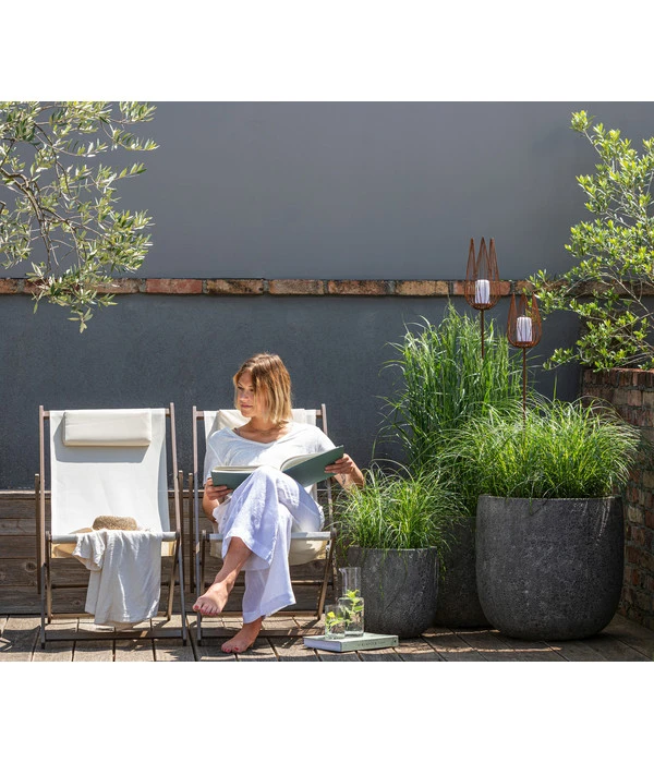 Stachelschweingras 'Strictus' 8 Stachelschweingras 'Strictus' – Bild 6