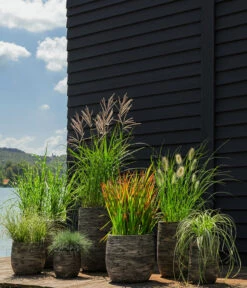 Segge, Verschiedene Sorten -Gartenbedarf Verkäufe 2024 8020596 8026767 WE MO 001 StachelschweingrasMiscanthusSinensisStrictusT19