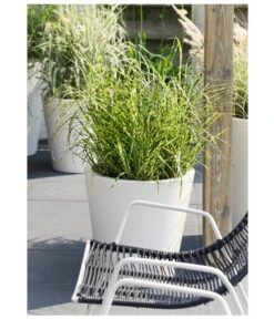 Stachelschweingras 'Strictus' 10 Stachelschweingras 'Strictus' -Gartenbedarf Verkäufe 2024 8020596 PR MO 004 MiscanthusSinensisStachelschweingrasT19DehnerExpressHerzig