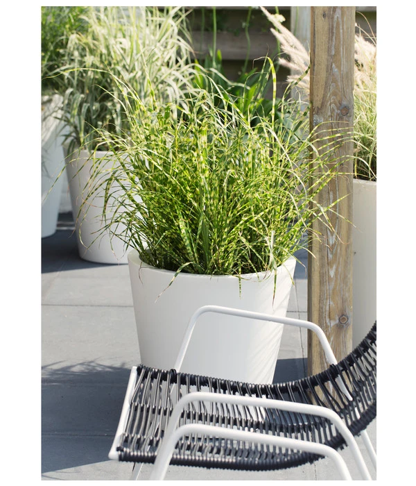 Stachelschweingras 'Strictus' 5 Stachelschweingras 'Strictus' – Bild 3