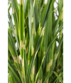 Stachelschweingras 'Strictus' 9 Stachelschweingras 'Strictus' -Gartenbedarf Verkäufe 2024 8020596 WE DE 001 MiscanthusSinensisStrictusStachelschweingras