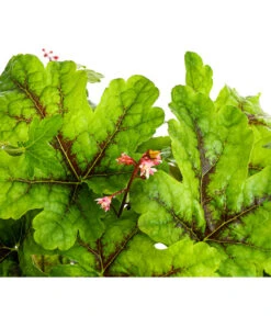 Purpurglöckchen 'Green Spice' -Gartenbedarf Verkäufe 2024 8025959 WE DE 001 HeucheraGreenSpiceT15DehnerExpressHerzig