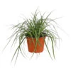 Weißbunte Japan-Segge 'Variegata' 1 Weißbunte Japan-Segge 'Variegata' -Gartenbedarf Verkäufe 2024 8026775 PR FS 001 CarexWeiss GruenT13SeggeDehnerExpressHerzig