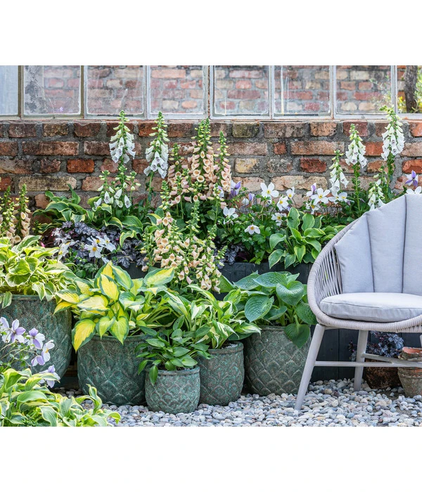 Weißrand-Funkie 'Patriot' 6 Weißrand-Funkie 'Patriot' – Bild 4