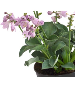 Funkie 'Blue Mouse Ears' -Gartenbedarf Verkäufe 2024 8029332 WE DE 001 HostaBlueMouseEarsDehnerExpressHerzig