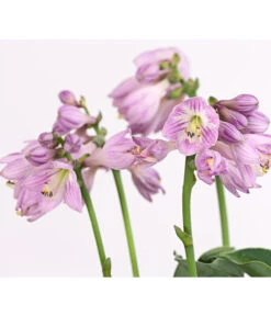 Funkie 'Blue Mouse Ears' -Gartenbedarf Verkäufe 2024 8029332 WE DE 002 HostaBlueMouseEarsDehnerExpressHerzig