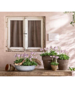 Funkie 'Blue Mouse Ears' -Gartenbedarf Verkäufe 2024 8029332 WE MO 001 FunkieBlueMouseEars BestOffHosta 2021 Head