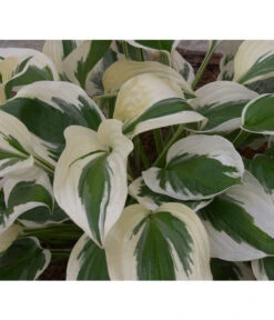 Weißrand-Funkie 'Patriot' 9 Weißrand-Funkie 'Patriot' -Gartenbedarf Verkäufe 2024 8029522 PR DE 002 HostaPatriotAllgreen