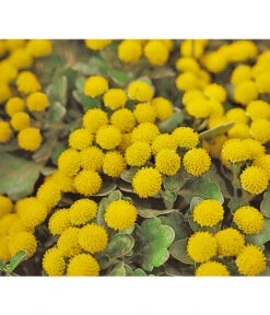 Silberrand-Chrysantheme -Gartenbedarf Verkäufe 2024 8030041 BildFS 001 GoldUndSilberChrysanthemeSilberrandChrysanthemeHzAjaniaPacifica