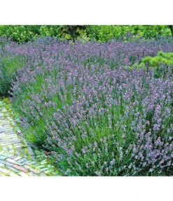 Lavendel 8 Lavendel -Gartenbedarf Verkäufe 2024 8034126 BildFS 001 LavendelLavendelHidcoteHx