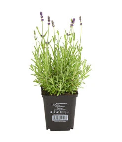 Lavendel 9 Lavendel -Gartenbedarf Verkäufe 2024 8034126 PR FS 001 LavandulaAngustifoliaT9HidcoteLavendelDehnerExpressHerzig