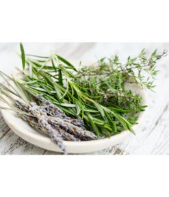 Dehner Gourmet Garten Hänge-Rosmarin 7 Dehner Gourmet Garten Hänge-Rosmarin -Gartenbedarf Verkäufe 2024 8035750 WE MO 001 RosmarinCapriPixabay