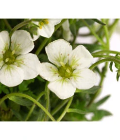 Moos-Steinbrech, Verschiedene Sorten -Gartenbedarf Verkäufe 2024 8036394 WE DE 001 SaxifragaInSortenSteinbrechT10