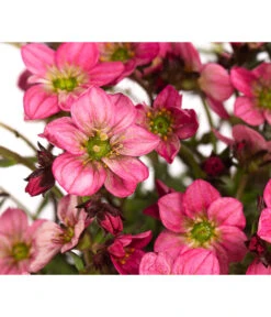 Moos-Steinbrech, Verschiedene Sorten -Gartenbedarf Verkäufe 2024 8036394 WE DE 002 SaxifragaInSortenSteinbrechT10