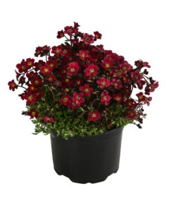 Moos-Steinbrech, Verschiedene Sorten -Gartenbedarf Verkäufe 2024 8036394 WE FS 003 SaxifragaInSortenSteinbrechT10