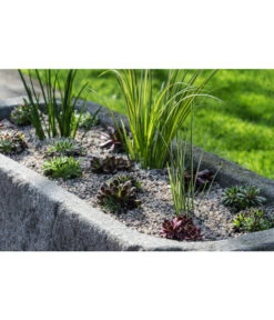 Dehner Kalmus -Gartenbedarf Verkäufe 2024 8036899 WE MO 002 SempervivumCarexHauswurzGrasLucknerMai2015